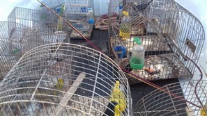 Mais de 20 pássaros são resgatados de cativeiros em Maringá e Colorado